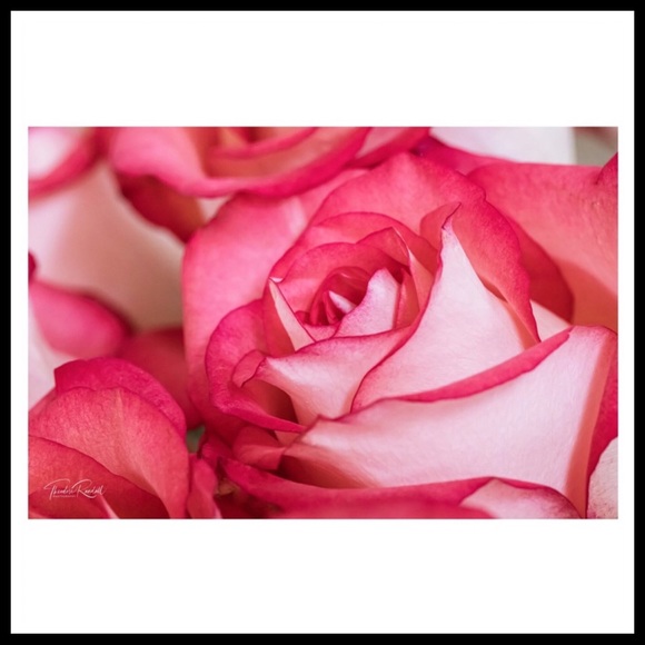 BEAUTIFUL FLORAL BOHO ROSE WALL ART DECOR A2C - Picture 9 of 11